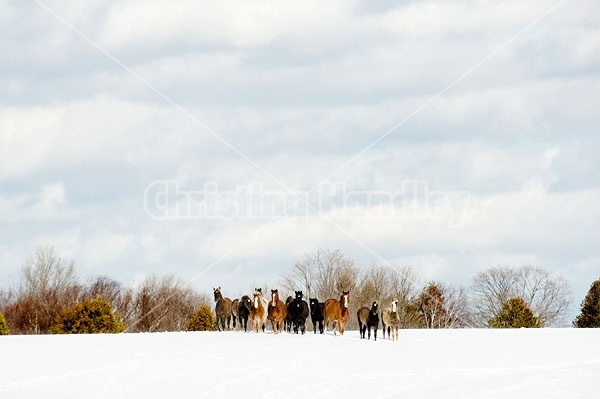 Herd of Rocky Mountain Horses standing on a hilltop in the snow