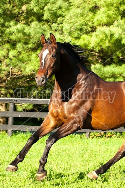 Thoroughbred gelding running around field