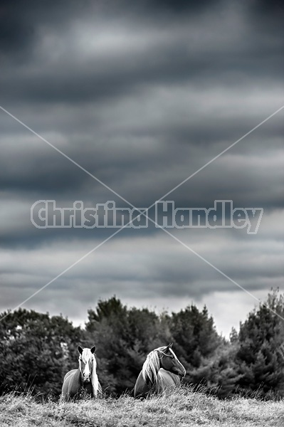 Two horses standing on hill 