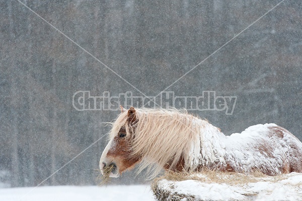 Belgian draft horse eating hay in snowstorm