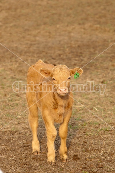 Young Beef calf