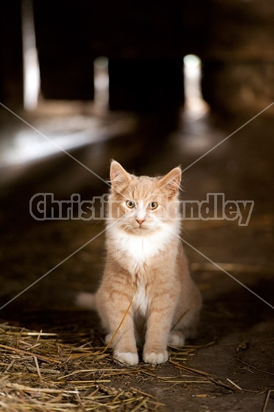 Orange and white barn kitten sitting inside barn
