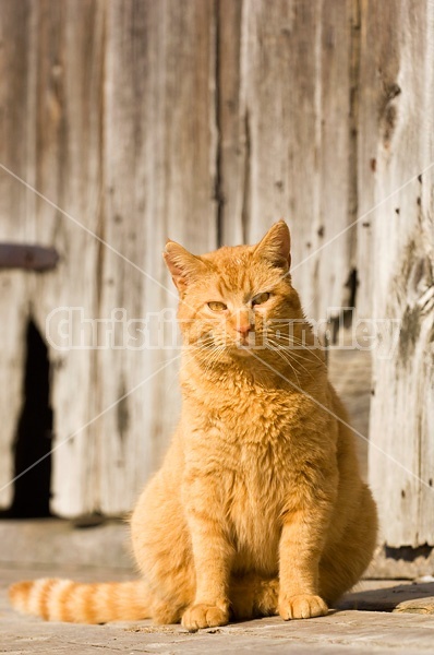 Orange cat sitting in front of barn