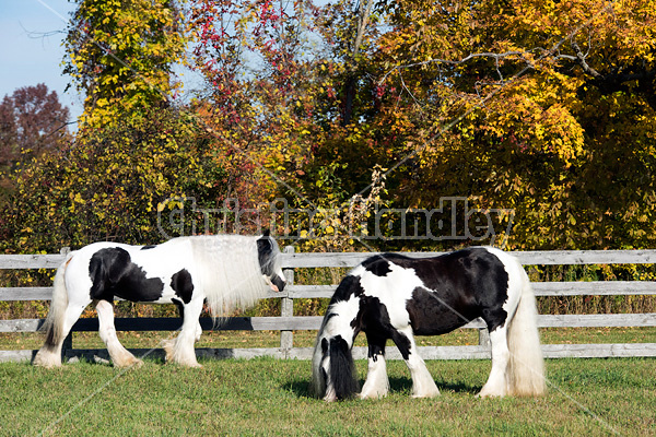 Gypsy Vanner horse