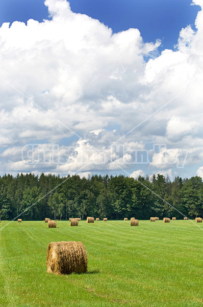 Round bales of hay in a field.