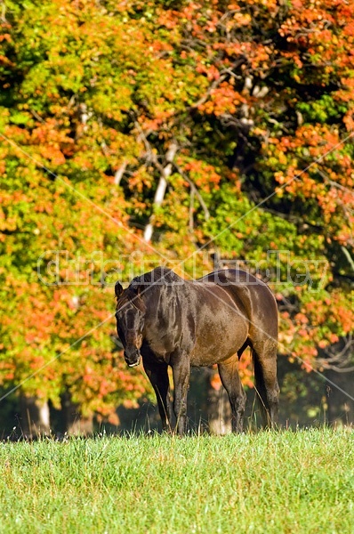 Dark bay horse on autumn pasture