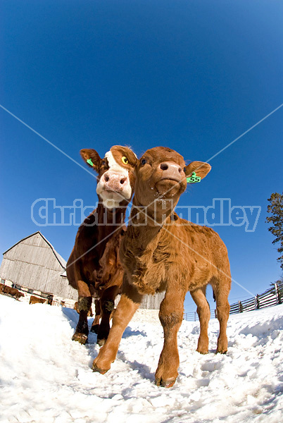 Looking up at beef cows standing in the snow