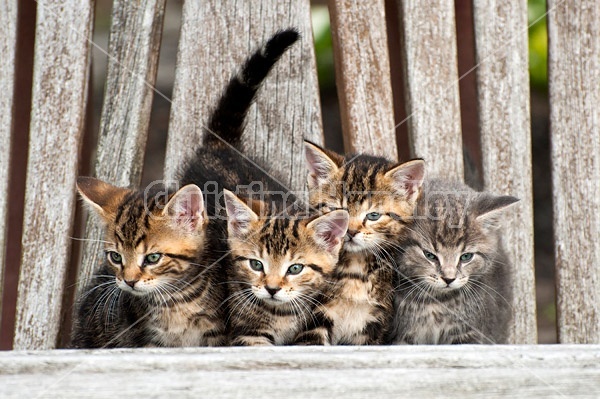 Young baby kittens on wooden bench