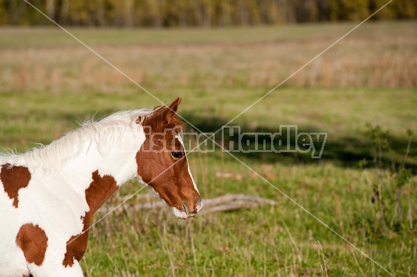 Portrait of young paint foal