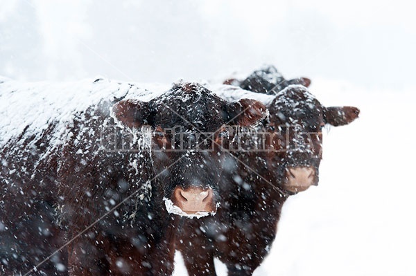 Beef Cows in Snowstorm