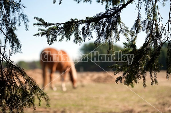 Horse and Trees