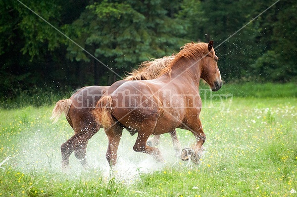 Two Belgian draft horses running through water in the field