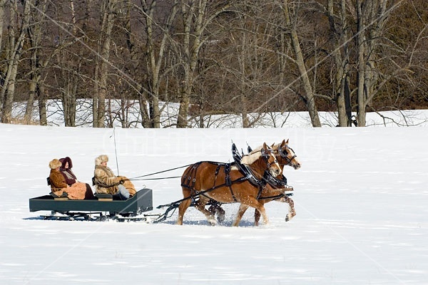 Horse drawn sleigh ride