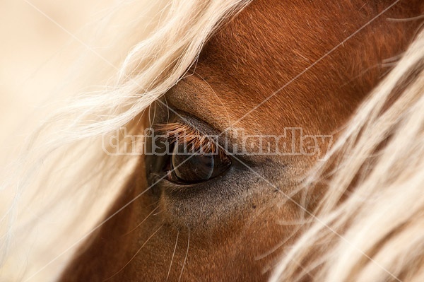 Belgian draft horse face