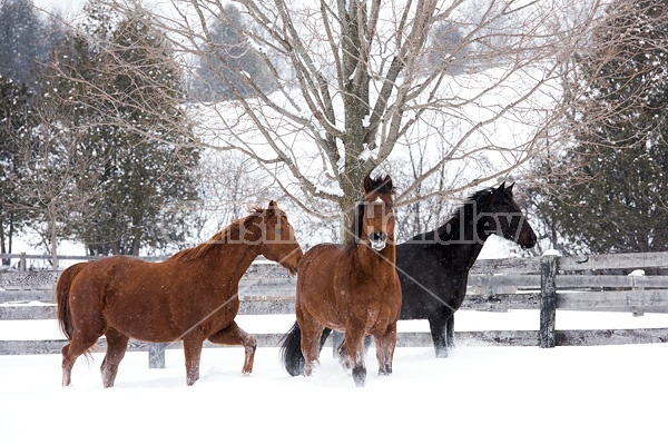 Three horses in deep snow