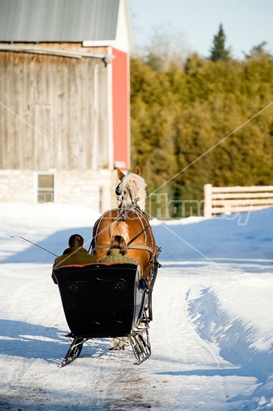 Single Horse Sleigh Ride