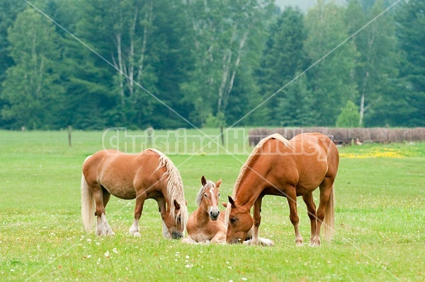 Belgian horses in pasture field