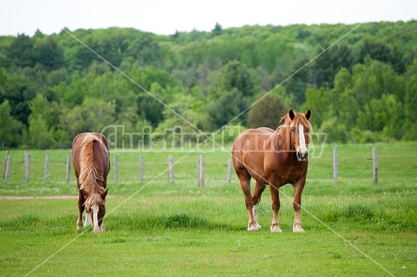 Two Belgian draft horses grazing side by side 