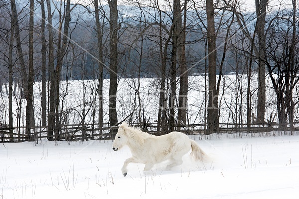 White Icelandic horse in deep snow