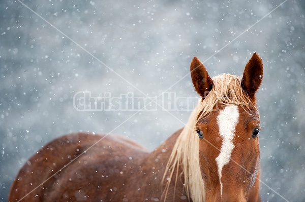 Chestnut horse in the snow