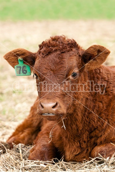 Beef Calf