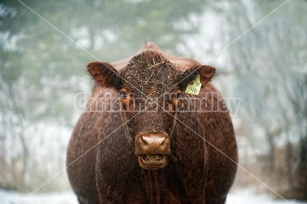 Beef Cow in the Rain