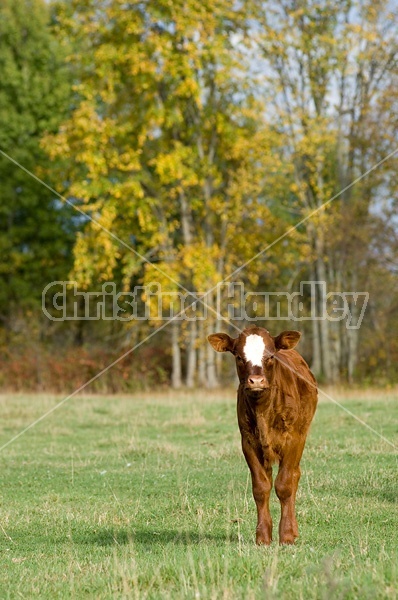 Portrait of a young red crossbred beef calf standing in a field. 