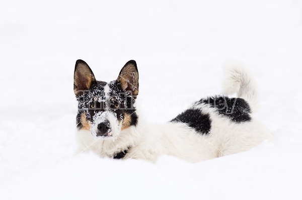 Farm dog playing in the snow