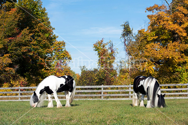 Gypsy Vanner horse