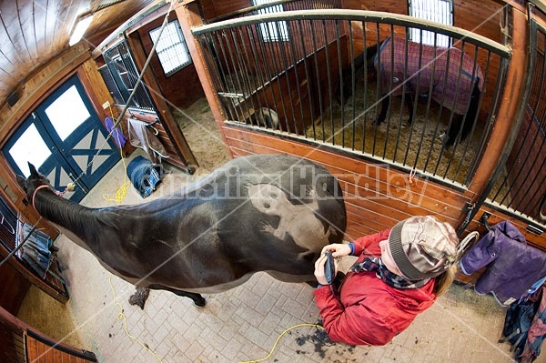 Woman clipping horse