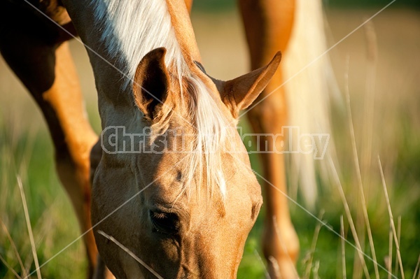 Palomino Quarter Horse