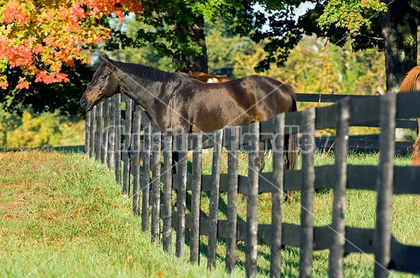 Horse looking over paddock fence