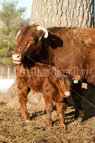 Beef cow and calf