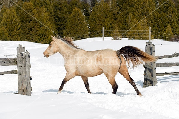 Rocky Mountain horse galloping through deep snow