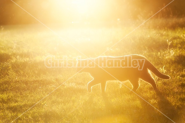 Cat walking in the grass 