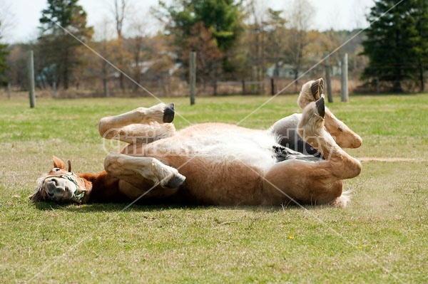 Young Belgian Horse Rolling around outside