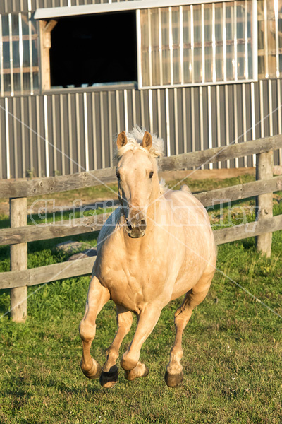 Palomino horse galloping around paddock