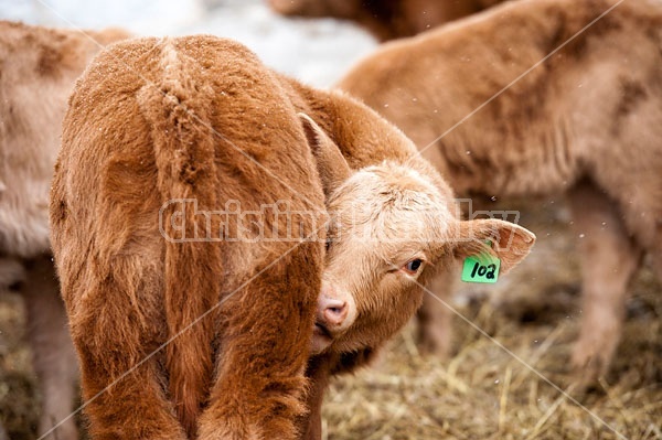 Young Beef Calf