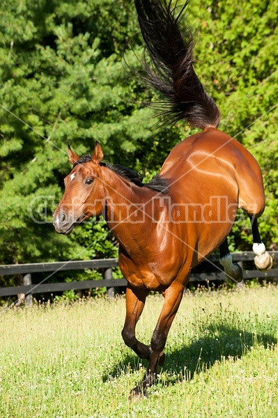 Bay horse bucking and playing in paddock