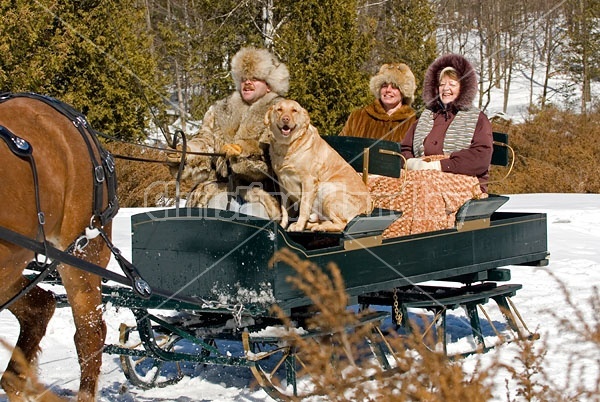 Horse drawn sleigh ride