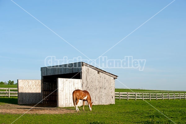 Paint quarter horse cross horse grazing 