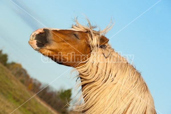 Belgian draft horse