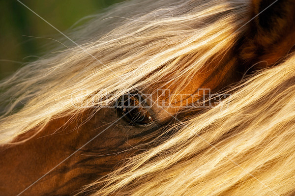 Belgian draft horse portrait