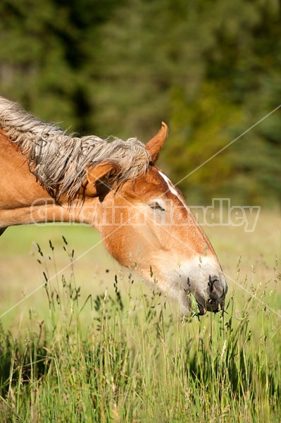 Young Belgian draft horse shaking his head