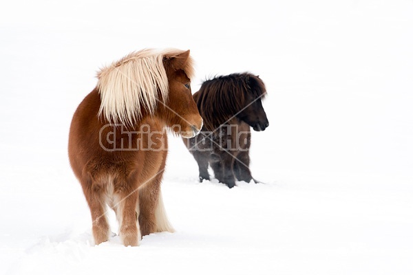 Icelandic horses standing in deep snow