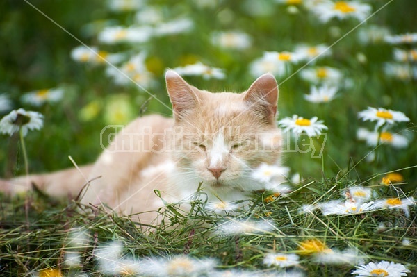 Photo of orange cat with daisies