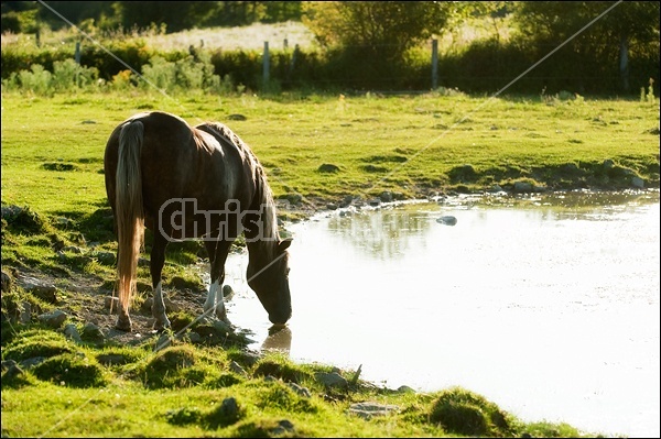 Rocky Mountain Horse