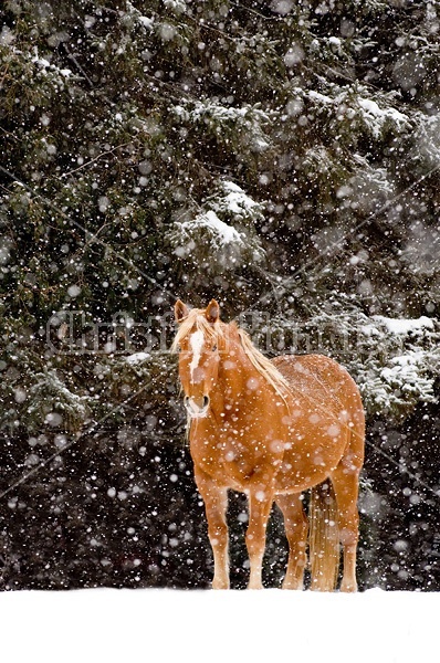 Belgian draft horses standing outside in a snowstorm.
