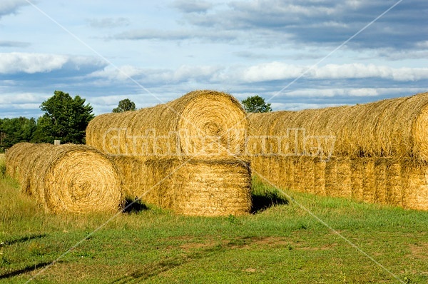 Round bales of hay piled up for winter storage