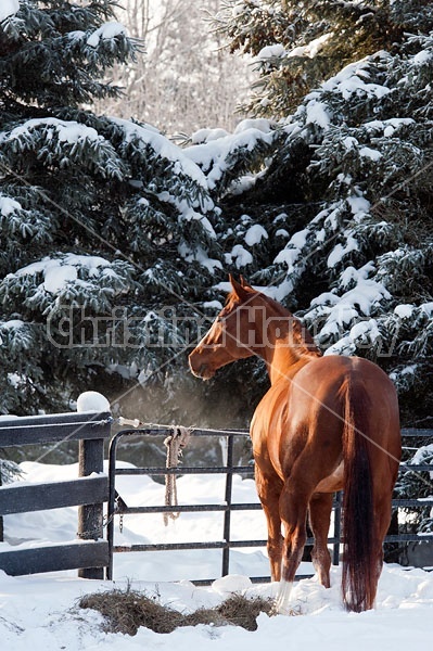 Thoroughbred chestnut horse